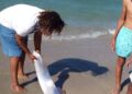 Aparece un pez Remo en la orilla de una playa en Montecristi, República Dominicana