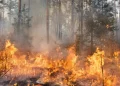 ¡Candela en Los Ángeles! Incendio forestal obliga a cientos a evacuar