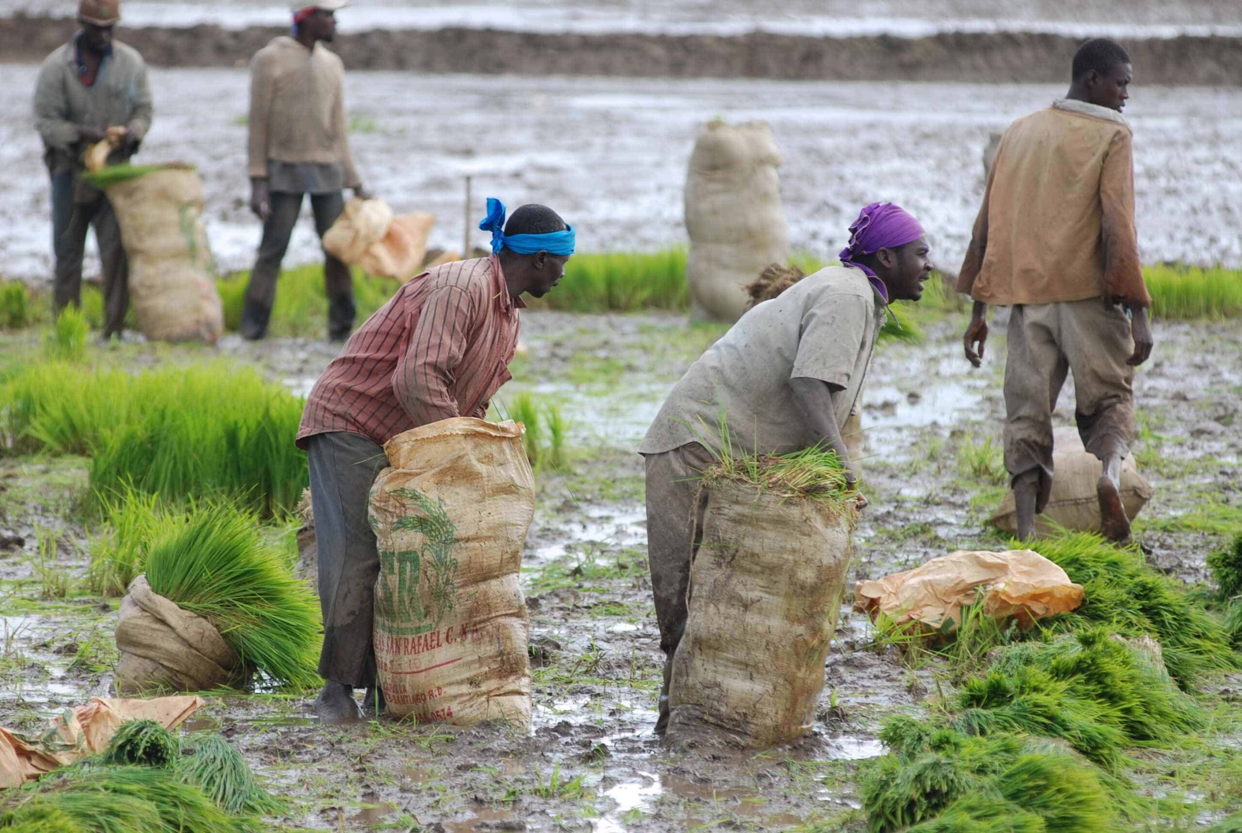 Plan migratorio amenaza sectores de arroz y bananos en RD