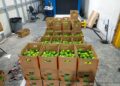 DNCD intercepta 162 limones de cerámica con cocaína en el AILA