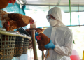 Las granjas de pollo dominicanas deben estar en alerta ante amenaza del virus H5N1