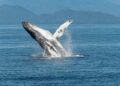 Día Mundial de las Ballenas